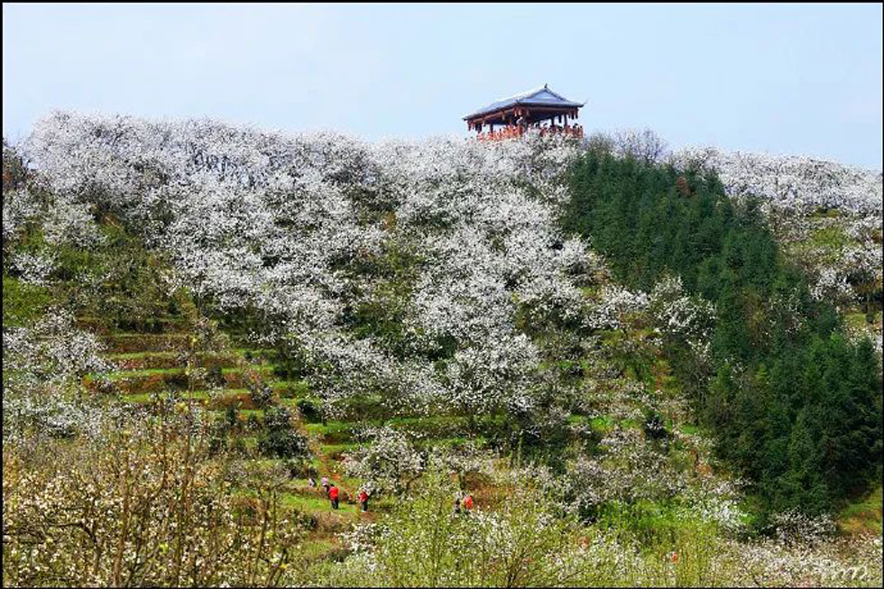 【春天，广西桂林灌阳县向您发出邀请！】我们在灌阳看梨花 - 游山玩水 - 眉山生活社区 - 眉山28生活网 ms.28life.net