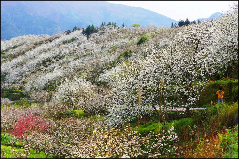 【春天，广西桂林灌阳县向您发出邀请！】我们在灌阳看梨花 - 游山玩水 - 眉山生活社区 - 眉山28生活网 ms.28life.net