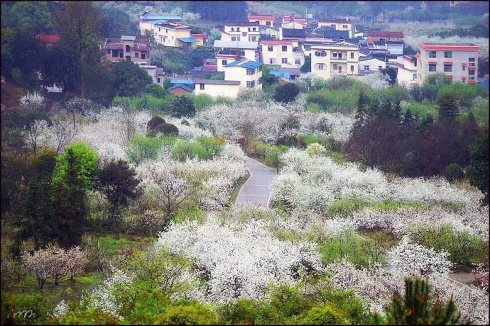 【春天，广西桂林灌阳县向您发出邀请！】我们在灌阳看梨花 - 游山玩水 - 眉山生活社区 - 眉山28生活网 ms.28life.net