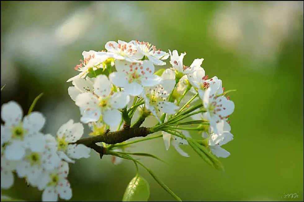 【春天，广西桂林灌阳县向您发出邀请！】我们在灌阳看梨花 - 游山玩水 - 眉山生活社区 - 眉山28生活网 ms.28life.net