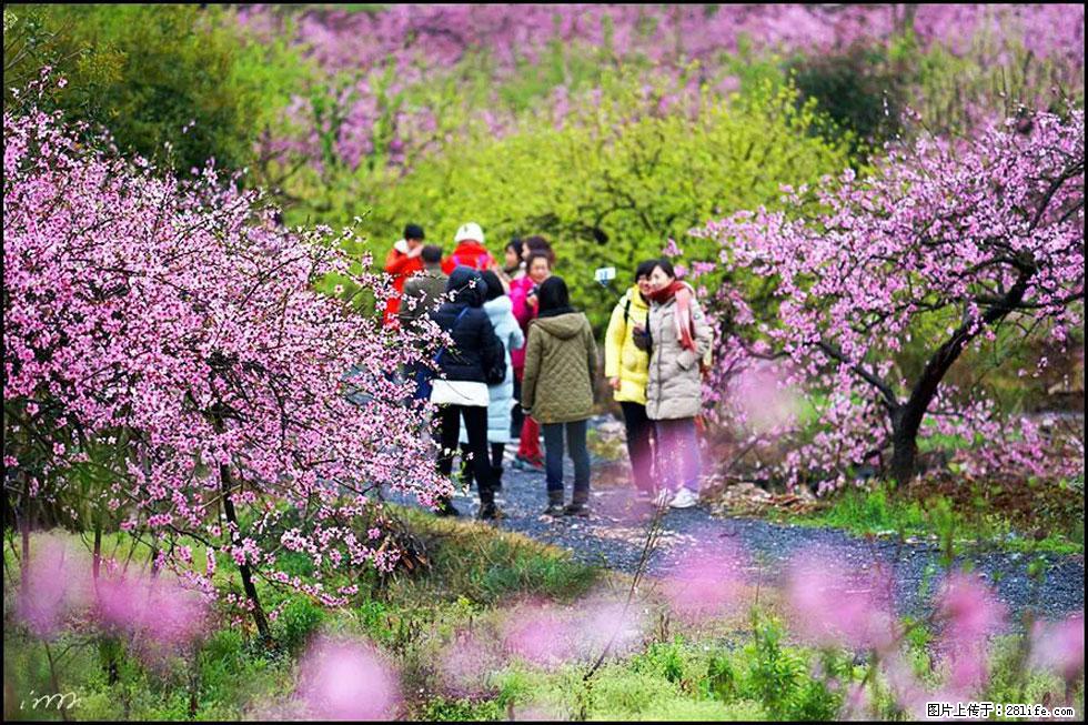 【春天，广西桂林灌阳县向您发出邀请！】官庄村有个醉美的桃花园 - 游山玩水 - 眉山生活社区 - 眉山28生活网 ms.28life.net