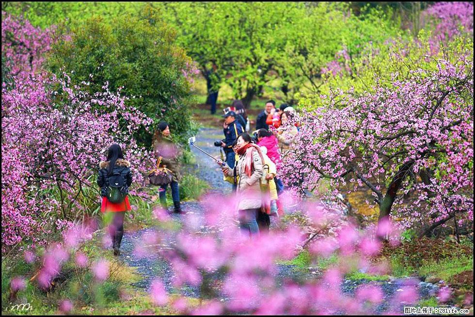 【春天，广西桂林灌阳县向您发出邀请！】官庄村有个醉美的桃花园 - 游山玩水 - 眉山生活社区 - 眉山28生活网 ms.28life.net