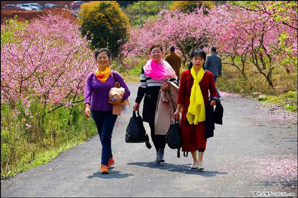 【春天，广西桂林灌阳县向您发出邀请！】官庄村有个醉美的桃花园 - 游山玩水 - 眉山生活社区 - 眉山28生活网 ms.28life.net