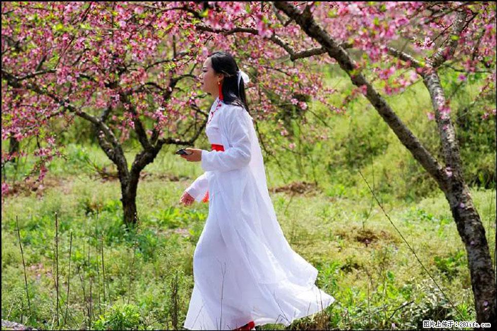 【春天，广西桂林灌阳县向您发出邀请！】官庄村有个醉美的桃花园 - 游山玩水 - 眉山生活社区 - 眉山28生活网 ms.28life.net