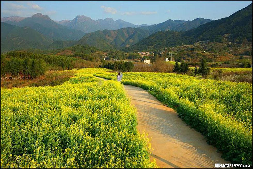 【春天，广西桂林灌阳县向您发出邀请！】长坪村油菜盛情花开 - 游山玩水 - 眉山生活社区 - 眉山28生活网 ms.28life.net
