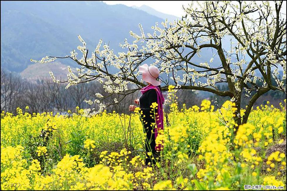 【春天，广西桂林灌阳县向您发出邀请！】长坪村油菜盛情花开 - 游山玩水 - 眉山生活社区 - 眉山28生活网 ms.28life.net