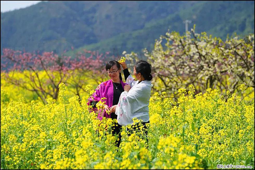 【春天，广西桂林灌阳县向您发出邀请！】长坪村油菜盛情花开 - 游山玩水 - 眉山生活社区 - 眉山28生活网 ms.28life.net