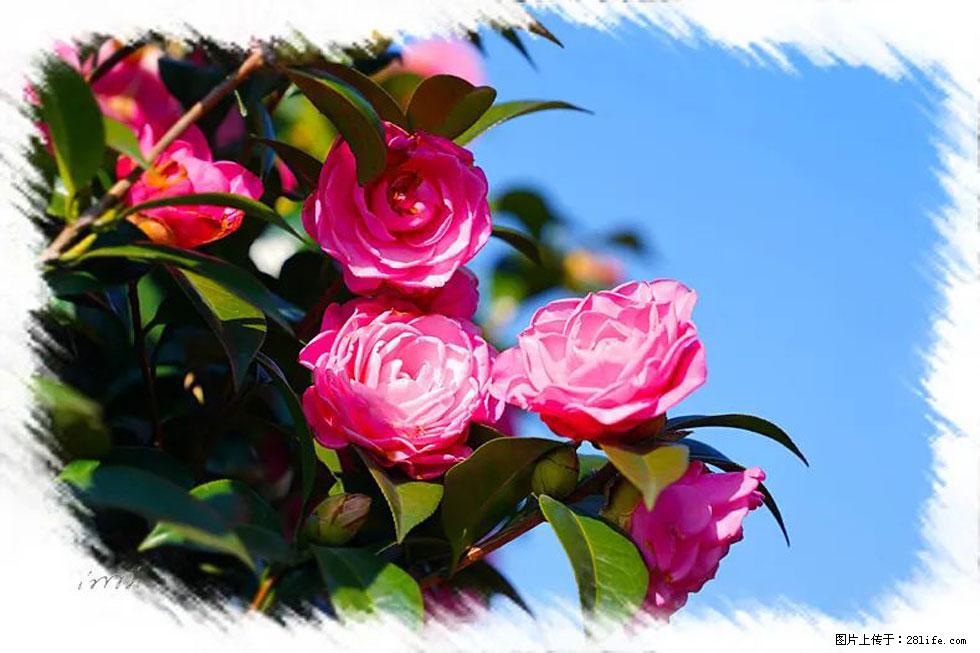 【春天，广西桂林灌阳县向您发出邀请！】杨柳井茶花惹人爱 - 游山玩水 - 眉山生活社区 - 眉山28生活网 ms.28life.net