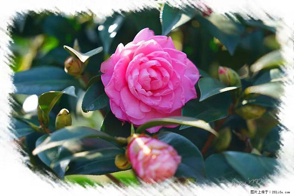 【春天，广西桂林灌阳县向您发出邀请！】杨柳井茶花惹人爱 - 游山玩水 - 眉山生活社区 - 眉山28生活网 ms.28life.net