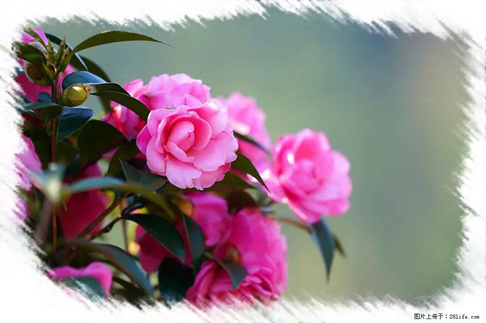【春天，广西桂林灌阳县向您发出邀请！】杨柳井茶花惹人爱 - 游山玩水 - 眉山生活社区 - 眉山28生活网 ms.28life.net