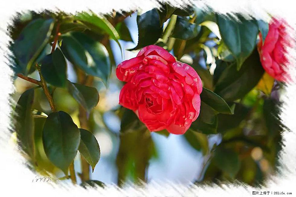 【春天，广西桂林灌阳县向您发出邀请！】杨柳井茶花惹人爱 - 游山玩水 - 眉山生活社区 - 眉山28生活网 ms.28life.net