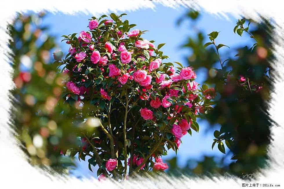 【春天，广西桂林灌阳县向您发出邀请！】杨柳井茶花惹人爱 - 游山玩水 - 眉山生活社区 - 眉山28生活网 ms.28life.net