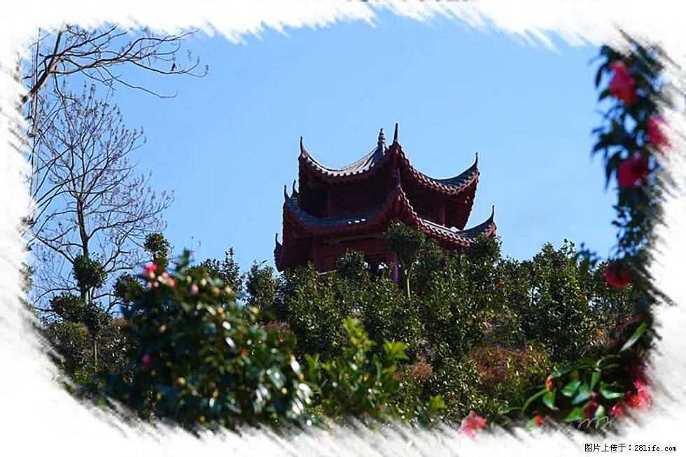 【春天，广西桂林灌阳县向您发出邀请！】杨柳井茶花惹人爱 - 游山玩水 - 眉山生活社区 - 眉山28生活网 ms.28life.net