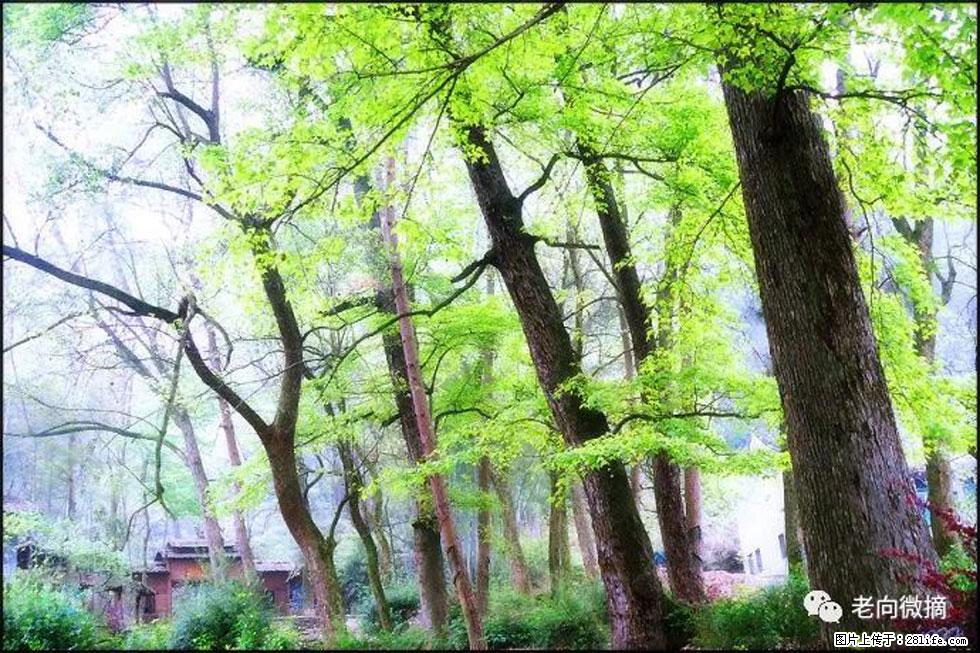 【春天，广西桂林灌阳县向您发出邀请！】在小龙村与春天约会 - 游山玩水 - 眉山生活社区 - 眉山28生活网 ms.28life.net