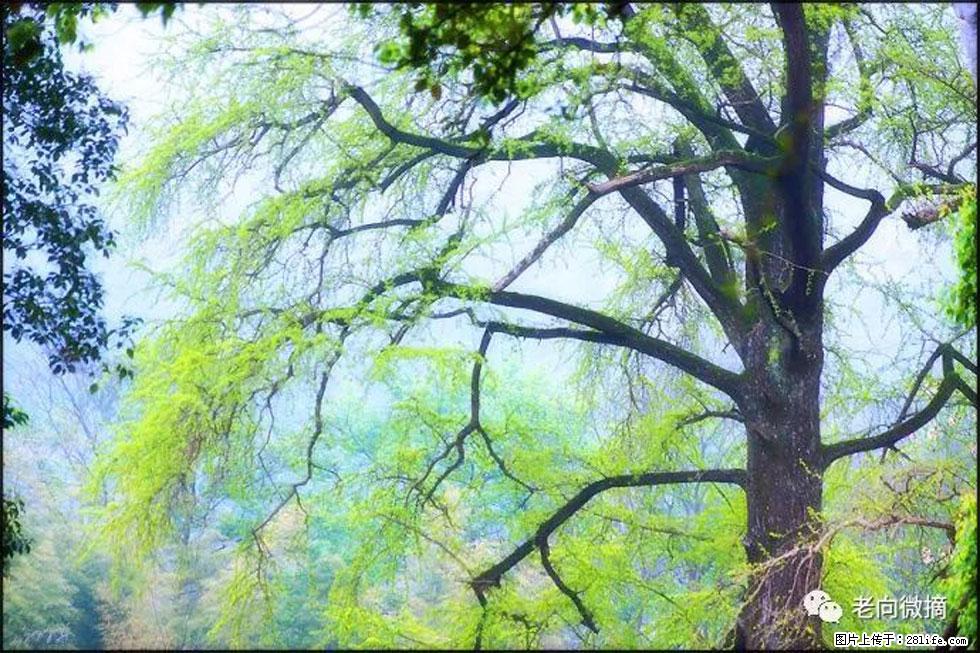 【春天，广西桂林灌阳县向您发出邀请！】在小龙村与春天约会 - 游山玩水 - 眉山生活社区 - 眉山28生活网 ms.28life.net