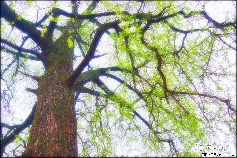 【春天，广西桂林灌阳县向您发出邀请！】在小龙村与春天约会 - 游山玩水 - 眉山生活社区 - 眉山28生活网 ms.28life.net