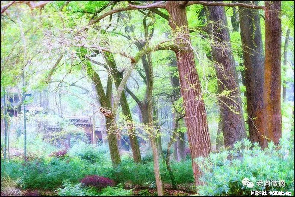【春天，广西桂林灌阳县向您发出邀请！】在小龙村与春天约会 - 游山玩水 - 眉山生活社区 - 眉山28生活网 ms.28life.net