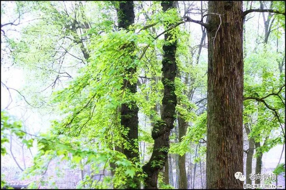 【春天，广西桂林灌阳县向您发出邀请！】在小龙村与春天约会 - 游山玩水 - 眉山生活社区 - 眉山28生活网 ms.28life.net
