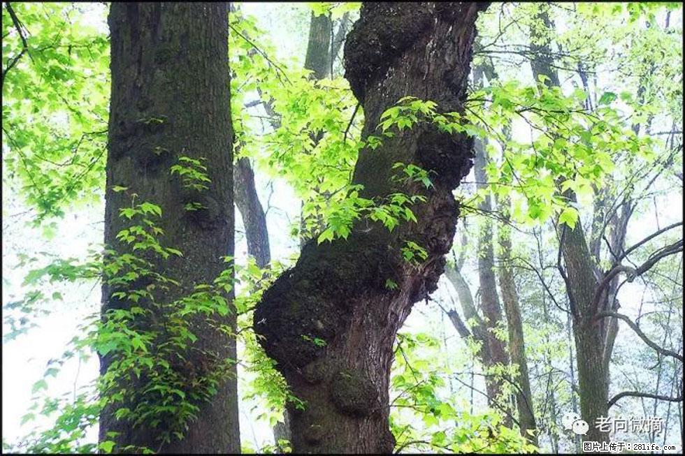 【春天，广西桂林灌阳县向您发出邀请！】在小龙村与春天约会 - 游山玩水 - 眉山生活社区 - 眉山28生活网 ms.28life.net