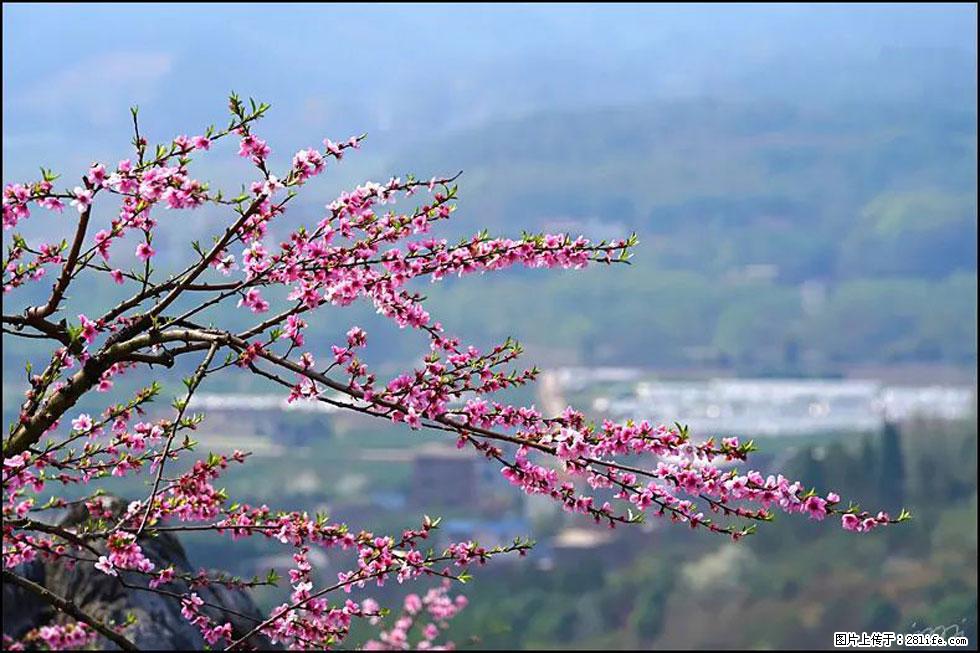 【春天，广西桂林灌阳县向您发出邀请！】望月岭上桃花开 - 游山玩水 - 眉山生活社区 - 眉山28生活网 ms.28life.net