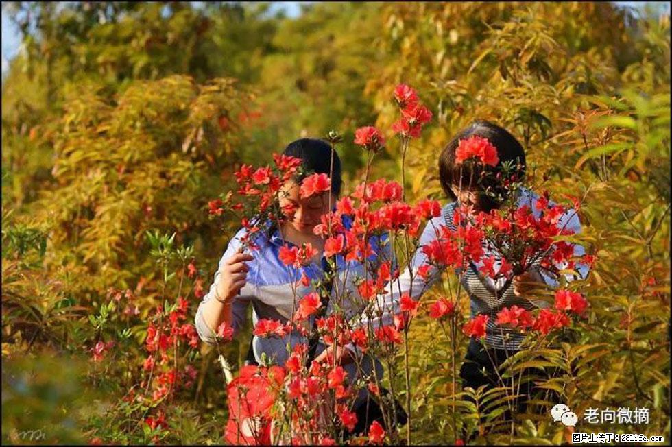 【春天，广西桂林灌阳县向您发出邀请！】登麒麟山，相约映山红 - 游山玩水 - 眉山生活社区 - 眉山28生活网 ms.28life.net