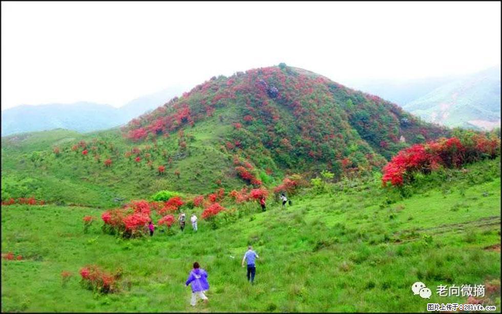 【春天，广西桂林灌阳县向您发出邀请！】宝盖山上映山红 - 游山玩水 - 眉山生活社区 - 眉山28生活网 ms.28life.net