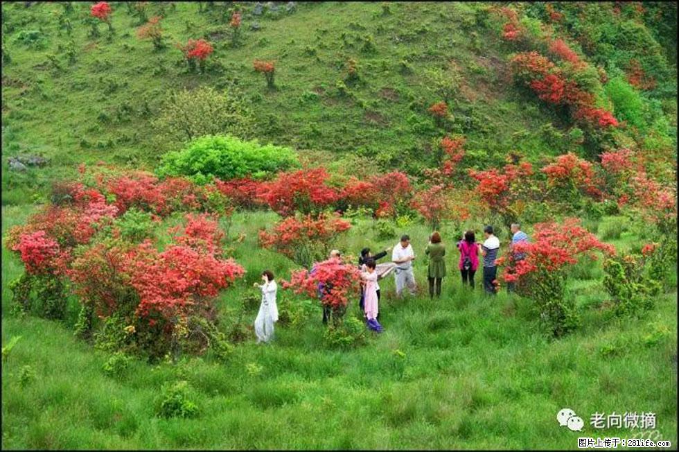 【春天，广西桂林灌阳县向您发出邀请！】宝盖山上映山红 - 游山玩水 - 眉山生活社区 - 眉山28生活网 ms.28life.net