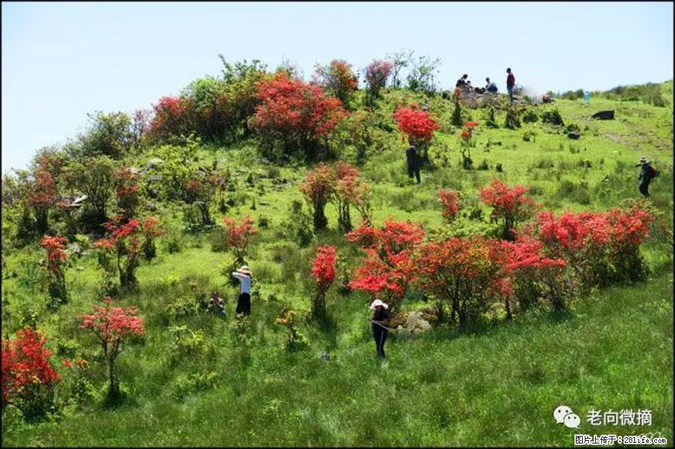 【春天，广西桂林灌阳县向您发出邀请！】宝盖山上映山红 - 游山玩水 - 眉山生活社区 - 眉山28生活网 ms.28life.net
