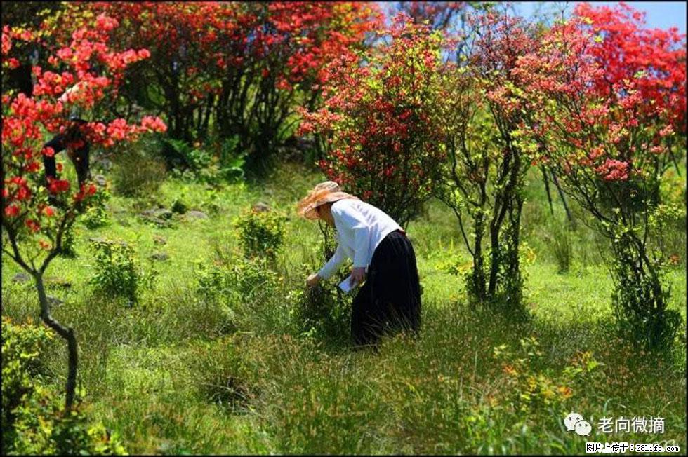 【春天，广西桂林灌阳县向您发出邀请！】宝盖山上映山红 - 游山玩水 - 眉山生活社区 - 眉山28生活网 ms.28life.net