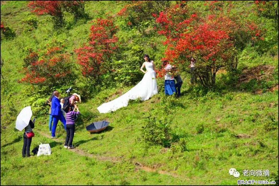 【春天，广西桂林灌阳县向您发出邀请！】宝盖山上映山红 - 游山玩水 - 眉山生活社区 - 眉山28生活网 ms.28life.net