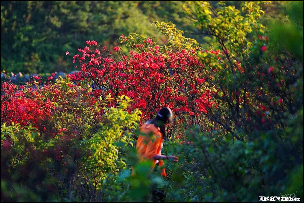 【春天，广西桂林灌阳县向您发出邀请！】春木界上映山红 - 游山玩水 - 眉山生活社区 - 眉山28生活网 ms.28life.net