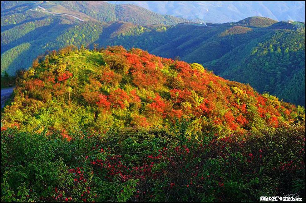 【春天，广西桂林灌阳县向您发出邀请！】春木界上映山红 - 游山玩水 - 眉山生活社区 - 眉山28生活网 ms.28life.net