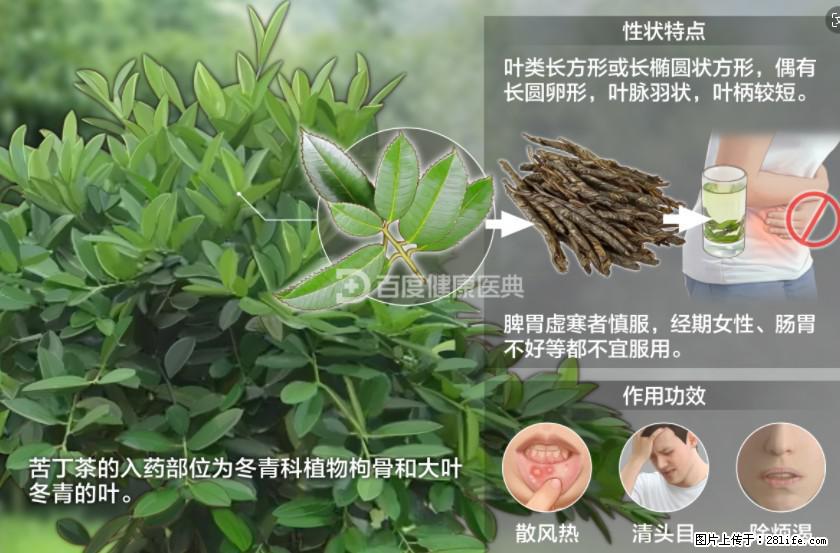 苦丁茶有哪些功效和作用 - 生活百科 - 眉山生活社区 - 眉山28生活网 ms.28life.net