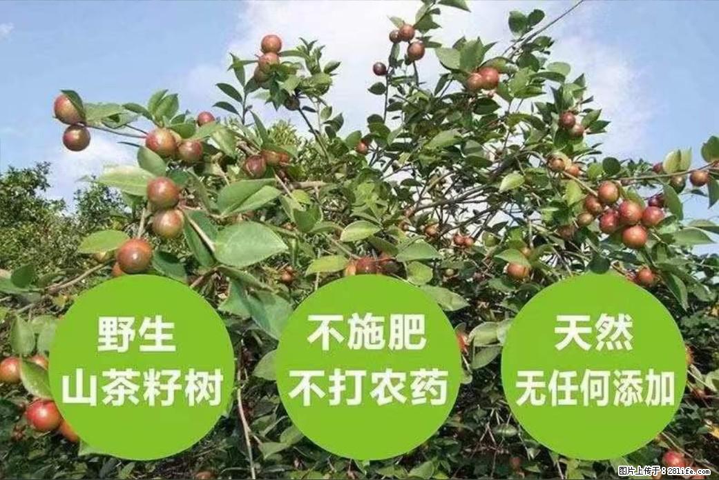 【灌阳县油茶产业示范区】一个有着充实的精神生活的人，对待身外之物自会有一种淡泊的态度 - 土特产 - 饮食特产 - 眉山分类信息 - 眉山28生活网 ms.28life.net