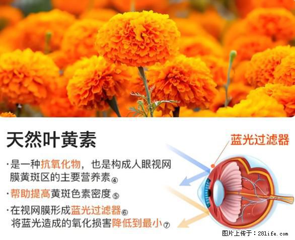 叶黄素有什么功效和作用 - 生活百科 - 眉山生活社区 - 眉山28生活网 ms.28life.net