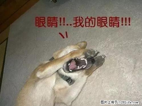 笑癫了！一女的怀孕三年未生，他终于忍不住了... - 娱乐八卦 - 眉山生活社区 - 眉山28生活网 ms.28life.net