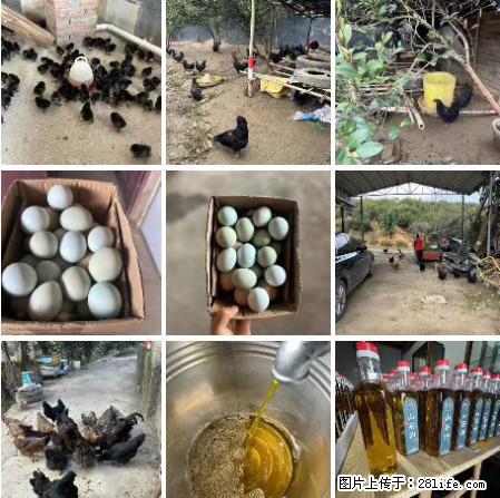 油茶园从小鸡仔开始养起的纯土鸡、土鸡蛋可以预定啦！还有前几天刚榨的纯山茶油哦 - 美食天地 - 眉山生活社区 - 眉山28生活网 ms.28life.net