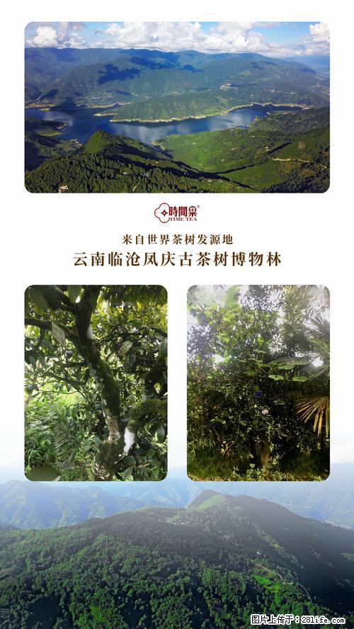时间果百年古树2025年春红茶 - 购物交流 - 眉山生活社区 - 眉山28生活网 ms.28life.net