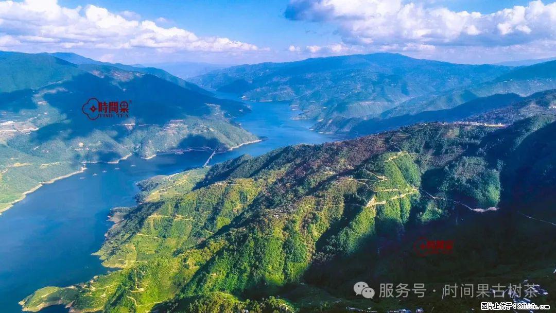 时间果百年古树龙珠普洱生茶 - 购物交流 - 眉山生活社区 - 眉山28生活网 ms.28life.net