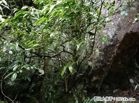 平乐石崖茶，珍贵仅次于金花茶 - 眉山生活资讯 - 眉山28生活网 ms.28life.net