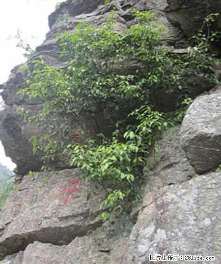 平乐石崖茶，珍贵仅次于金花茶 - 眉山生活资讯 - 眉山28生活网 ms.28life.net