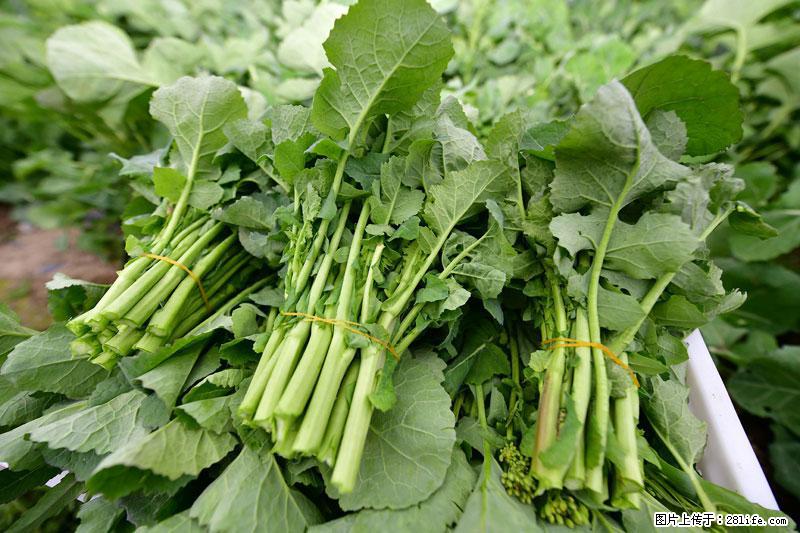 这些蔬菜是“天然钙片”，这6种被医生重点推荐 - 眉山生活资讯 - 眉山28生活网 ms.28life.net